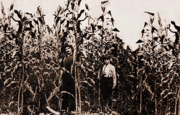 stillhousemoonshine-cornfield-landscape