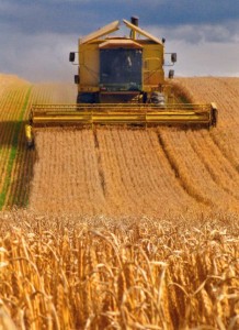 harvest-time-burgie-nr-forres-credit-brenda-cooper