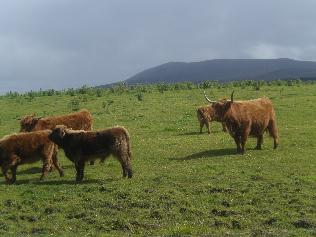 coos at cardhu