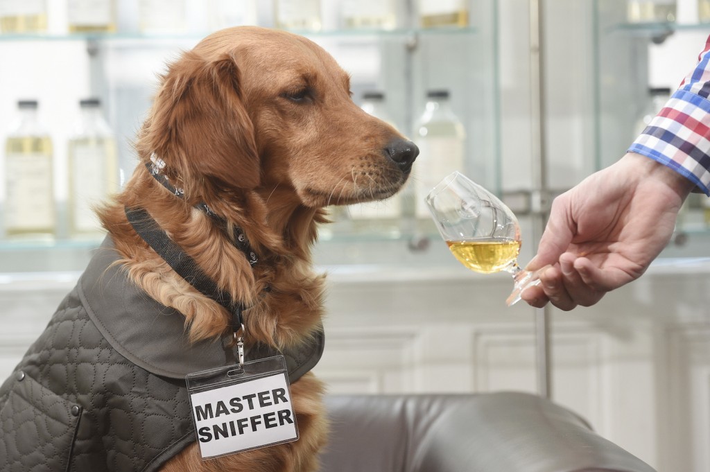 AA The world's first whisky sniffer dog, The Scotch Malt Whisky Sociey - photo by Greg Macvean 6 web
