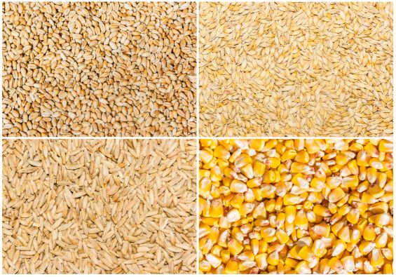 Grain of wheat, barley, rye and corn